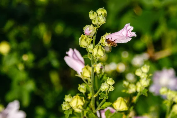 Cores de campo rosa com gotas e um fogão coletando pólen — Fotografia de Stock