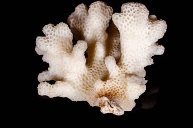 Makro mineral taş kalsedon Jeod siyah arka plan üzerine 