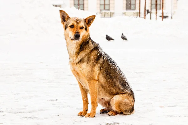 Bellissimo cane da cortile dai capelli rossi sulla neve — Foto Stock