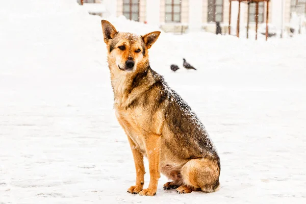 Bellissimo cane da cortile dai capelli rossi sulla neve — Foto Stock