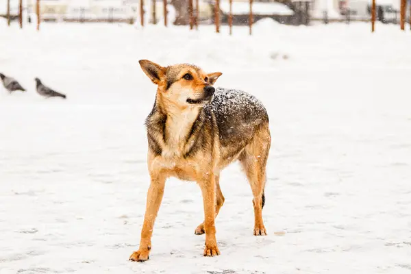 Bellissimo cane da cortile dai capelli rossi sulla neve — Foto Stock