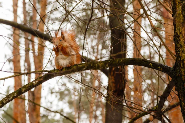 Bel écureuil assis sur une branche et mange une noix — Photo