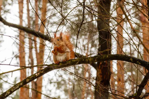 Bel écureuil assis sur une branche et mange une noix — Photo