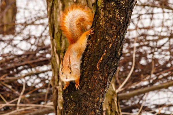 Bel écureuil sur la neige manger une noix — Photo