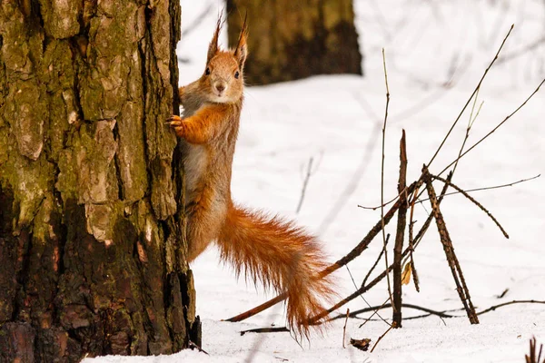 Hermosa ardilla en la nieve comiendo una nuez —  Fotos de Stock