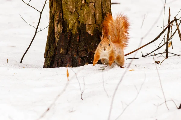 Hermosa ardilla en la nieve comiendo una nuez — Foto de Stock