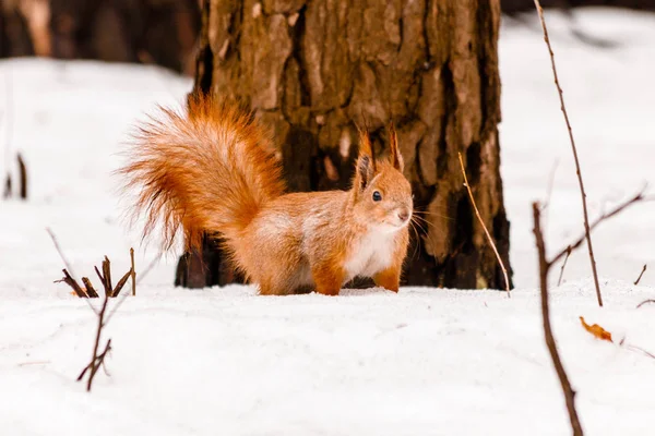 Hermosa ardilla en la nieve comiendo una nuez — Foto de Stock