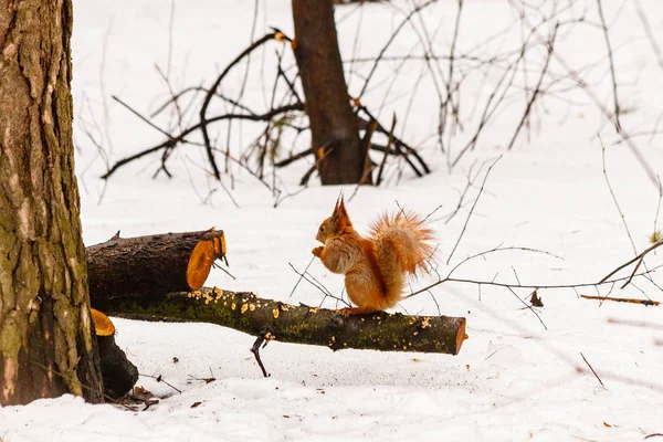 Hermosa ardilla en la nieve comiendo una nuez — Foto de Stock