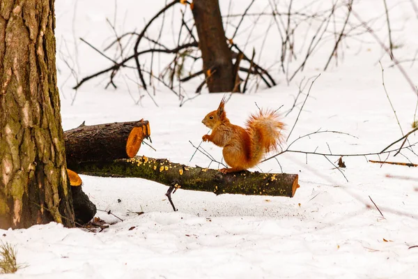 Hermosa ardilla en la nieve comiendo una nuez — Foto de Stock