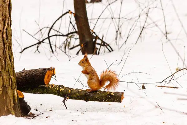Hermosa ardilla en la nieve comiendo una nuez — Foto de Stock