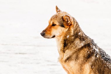 güzel kızıl saçlı avlu köpeği karda