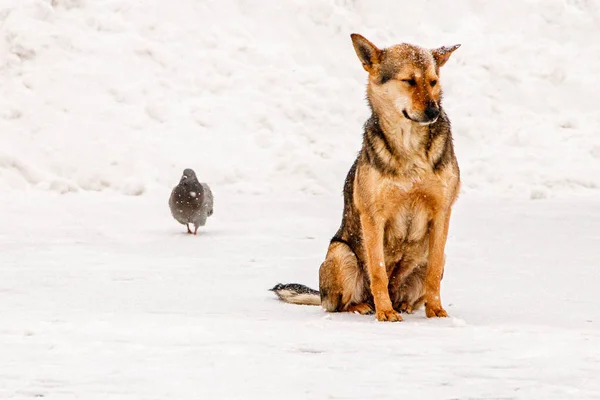Bellissimo cane da cortile dai capelli rossi sulla neve — Foto Stock