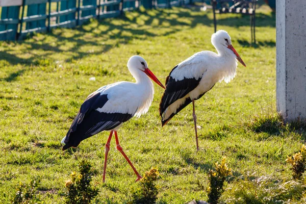 Schöne Störche spazieren auf dem Gras — Stockfoto