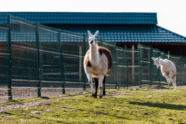 Yeşil çimenlerin üzerinde yürüyüş güzel Lama