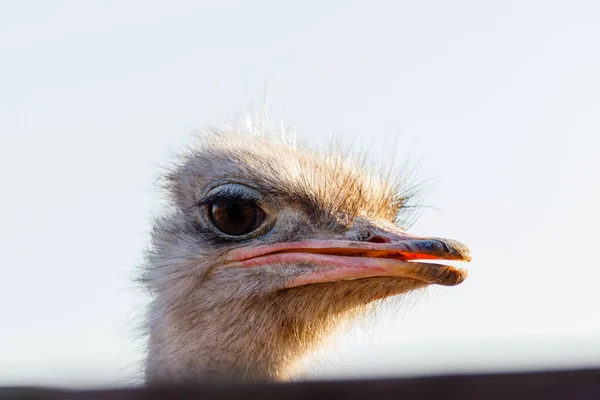 Hermoso avestruz camina sobre el fondo del cielo —  Fotos de Stock