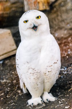 sarı gözleri ve Gaga güzel beyaz baykuş