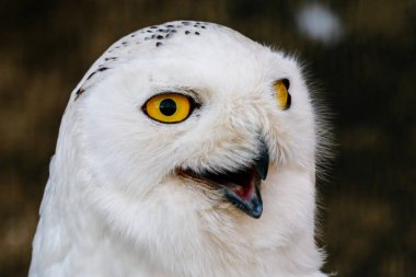 sarı gözleri ve Gaga güzel beyaz baykuş