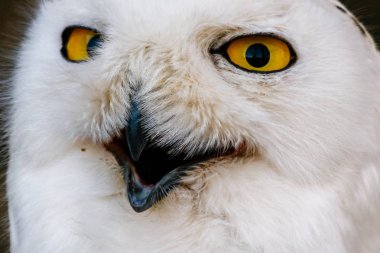 sarı gözleri ve Gaga güzel beyaz baykuş
