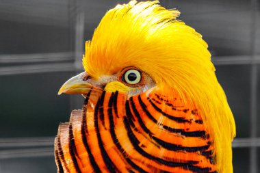 beautiful yellow golden pheasant clipart