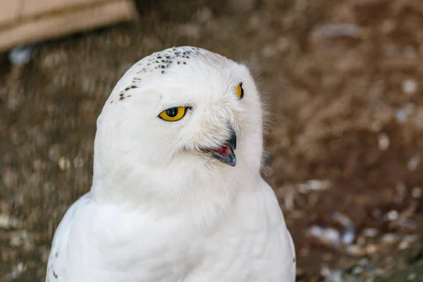 Schöne weiße Eule mit gelben Augen und Schnabel — Stockfoto