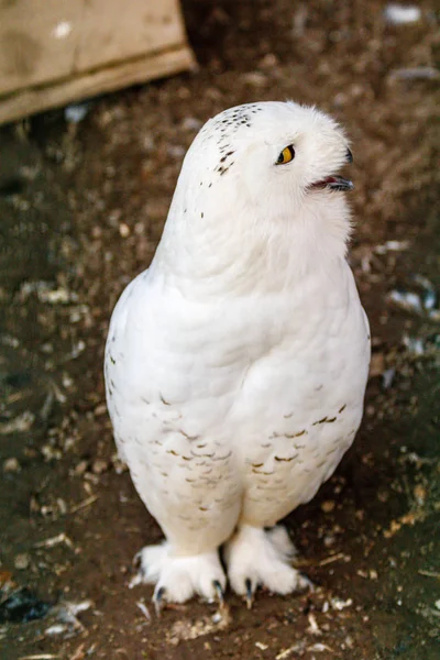Krásná bílá sova s žlutýma očima a zobák — Stock fotografie