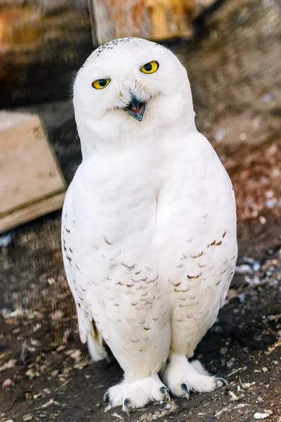 Beautiful white owl with yellow eyes and beak — Stock Photo, Image