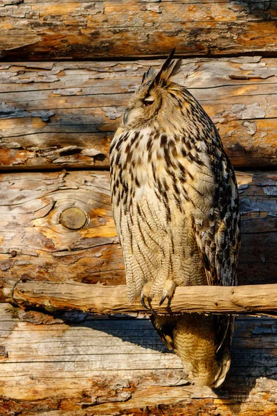 beautiful owl with yellow eyes and beak
