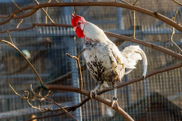 Beautiful cock with white and black feathers — Stock Photo, Image