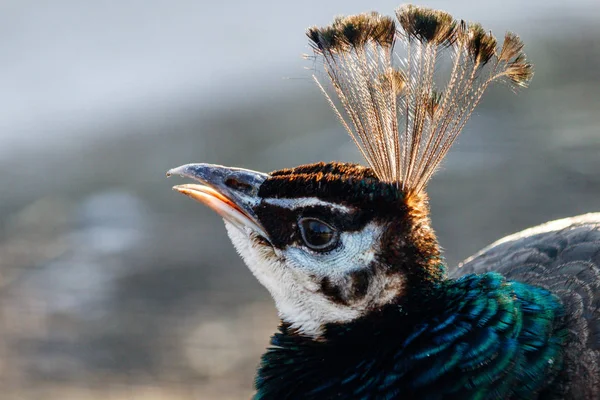 Hermosa cabeza de pavo real con un mechón —  Fotos de Stock