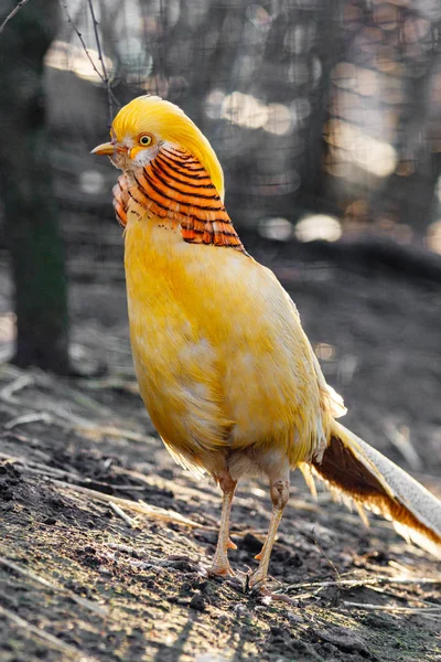 Vacker gul Guldfasan — Stockfoto