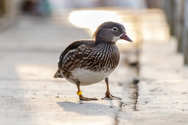 Beautiful duck on in a park — Stock Photo, Image