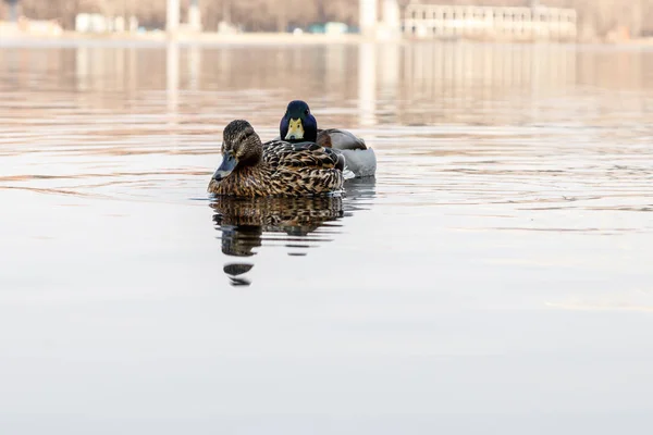 Beau couple de canard et drake naviguer sur la rivière — Photo