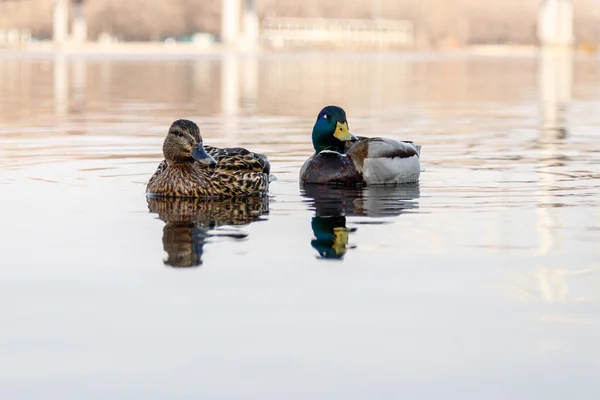 Beau couple de canard et drake naviguer sur la rivière — Photo