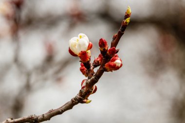 arıların üzerinde güzel çiçekli kiraz dalları