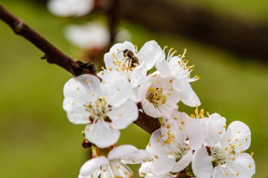 arıların üzerinde güzel çiçekli kiraz dalları