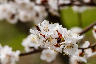 arıların üzerinde güzel çiçekli kiraz dalları