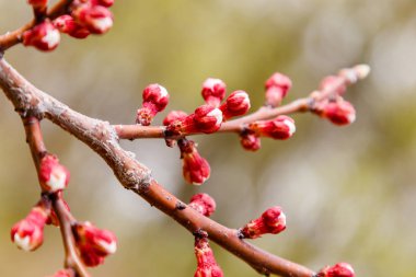 arıların üzerinde güzel çiçekli kiraz dalları
