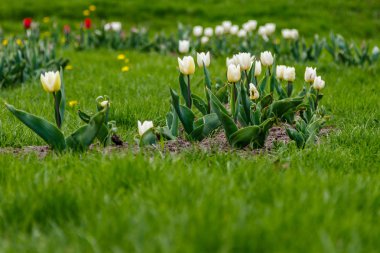 yeşil çim bir arka plan üzerinde güzel beyaz laleler