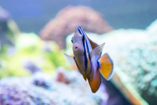 Abudefduf vaigisens fish (black swallow fish) — Stock Photo, Image