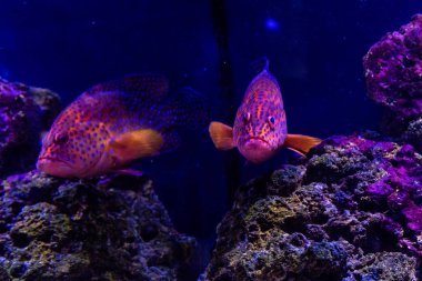 kuyruklu yıldız Beyaz benekli balık