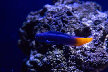 Ecsenius bicolor fish 