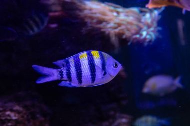 Abudefduf vaigisens (siyah swallow balık Balık)