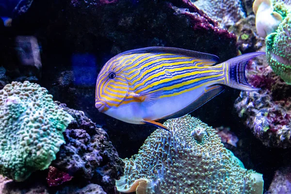 Acanthurus lineatus fish — Stock Photo, Image