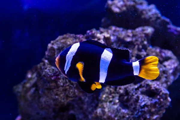 Tre - banda anemonefish — Foto Stock