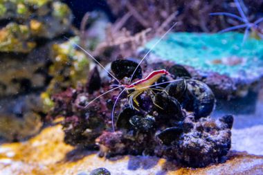 Makro Lysmata amboinensis 