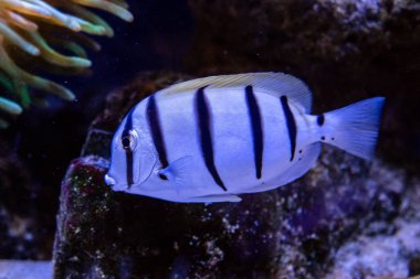  Acanthurus triostegus balık