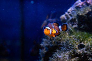 Amphiprion ocellaris fish