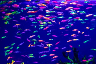 Danio rerio balık ve neon mercan 