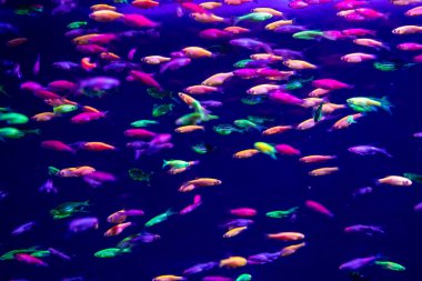 Danio rerio balık ve neon mercan 