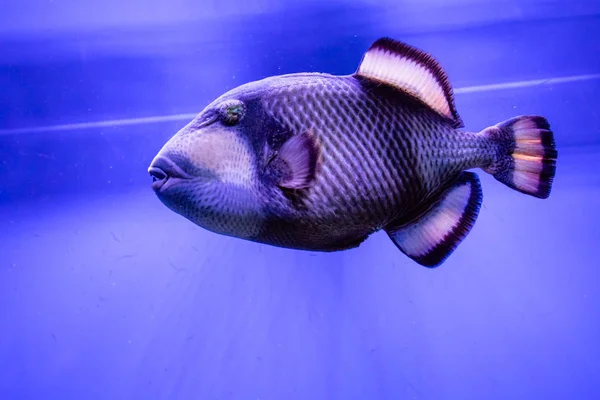 Balistoides viridescens fish — Stock Photo, Image